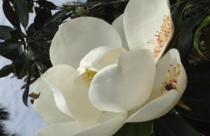 white giant flower and bee for placemats